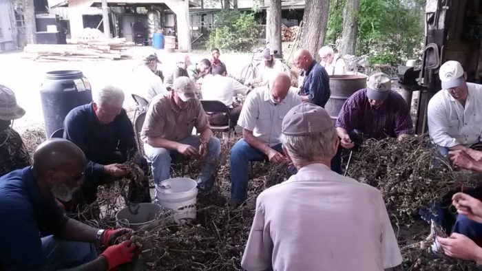 OCM Peanut harvest