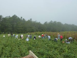 Picking Peas