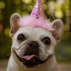 A Dogs Birthday