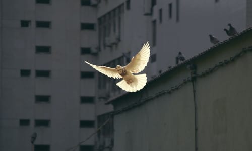 Dove, Spirit