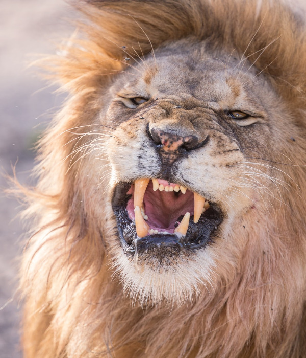 A Roaring Lion